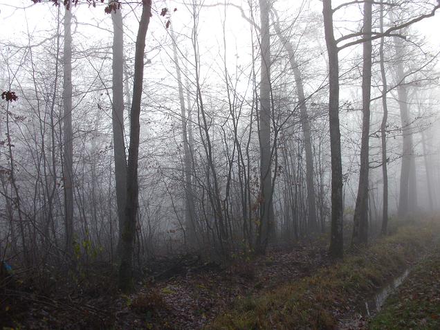 les troncs dans le brouillard autour de Vrigne-aux-Bois vers Bosséval