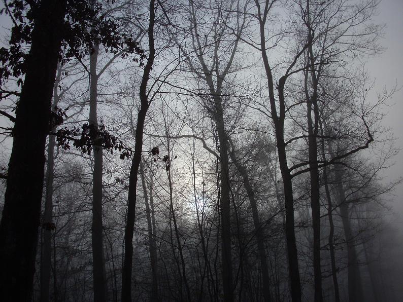 percée du soleil dans le brouillard en forêt autour de Vrigne-aux-Bois, dans les Ardennes