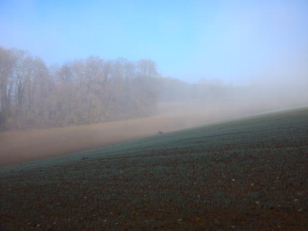 ciel bleu derrière le brouillard qui rase le sol labouré d`automne